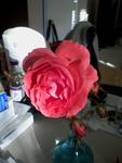 rose_002