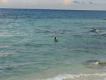 Pelican fishing on the beach