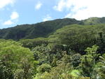 Manoa Falls Hike